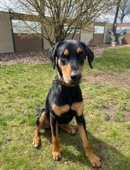 Chase sucht Zuhause - Mudersbach