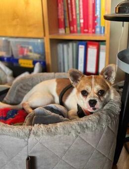 Boo hat schreckliches erlebt - Berlin