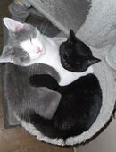 British Kurzhaar Katze in 63526