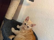 18 Wochen alter Orangener Kater 💕 - Wildau