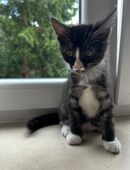 Hauskatze kitten Main Coon Mix in 64409
