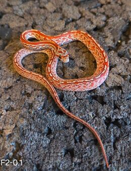 Fire, Blood Tessera, Tessera Motley, Amel - Schwelm