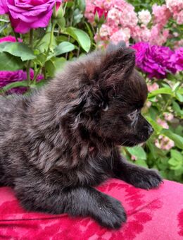 Sehr süße Pomchiwelpen(Pomeranian Zwergspitz x Chihuahua) - Harburg (Schwaben)