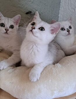 ABGABEBEREIT BKH Reinrassige Britisch Kurzhaar Kätzchen Mädchen Junge Katze Kater - Sinn