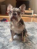 Diese hübsche Französische Bulldog Hündin sucht ein neues zu Hause, sehr hübsche melre hündin in 25746