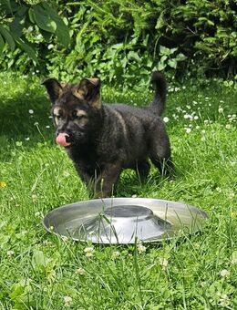 Deutscher Schäferhund Welpen - Zeulenroda-Triebes