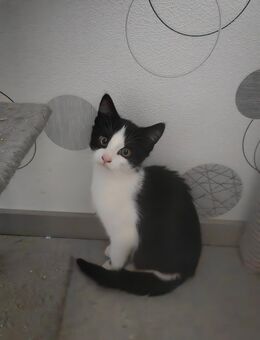Babykatzen EKH suchen ein Zuhause - Burghaun