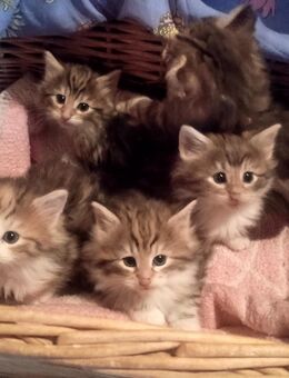 Norwegische Waldkatzen Kitten abzugeben! - Frauenstein Zentrum