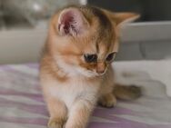 BKH Kater braun gestreift - Bielefeld Brackwede