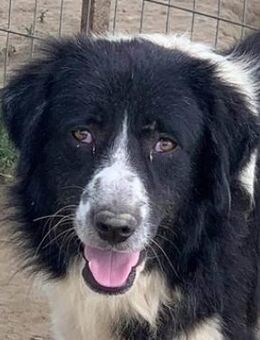 Charlie, geb. ca. 02/2018 Griechenland - Markdorf