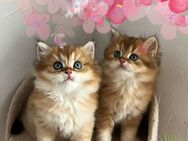 BKH / BLH Kitten / Kätzchen mit Stammbaum. - Dortmund Alt-Scharnhorst