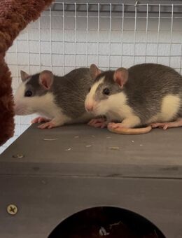 2 Huskyratten abzugeben - Regis-Breitingen