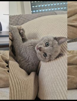Reinrassige Russisch Blau Kitten - Nieder-Hilbersheim