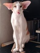 Orientalisches kurzhaar Mädchen in 85614