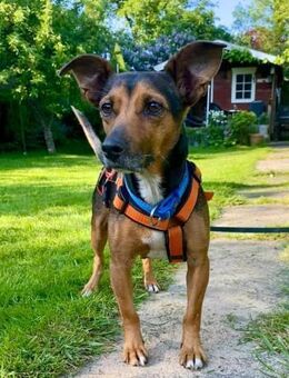 Ernie wartet und wartet......... - Laatzen