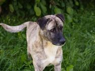 WILSON - Senior in Aktion - Overath
