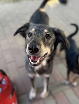 Tucker von kettenlos - Bollingstedt