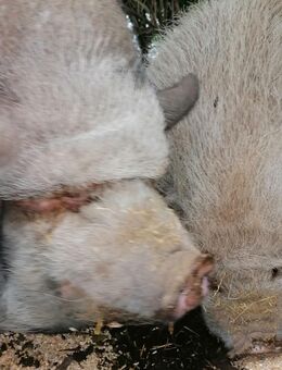 4 hängebauchschwein damen suchen ein neues Zuhause - Könnern