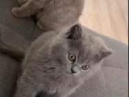 Wundervolle kitten suchen neues Zuhause - Limburg (Lahn)