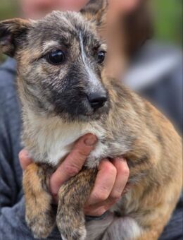 Leila - Welpe Hündin sucht ihre Familie - Hausen (Würzburg)