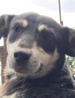 Roni-sanfte Hündin 3Jahre 47cm - Rösrath