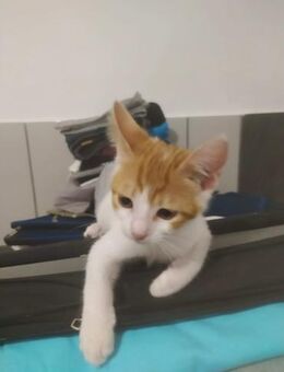 Peanut 🐾 kleiner Abenteurer - Kirchheim (München)