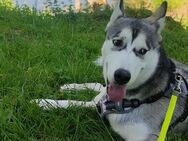 Husky dringend Abgabe - Empfingen