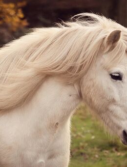 Traumhafter Islandwallach - Kassel