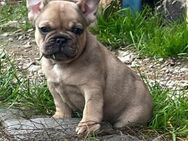 Französische Bulldoggen Welpen, versch. Farben, merle u. beige