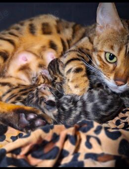 6 wunderschöne mini Leoparden mit Stammbaum - Ankum