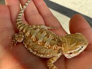 Zwergbartagame pogona henrylawsoni - Delmenhorst