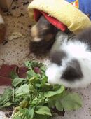 private Meerschweinchen-SeniorenWG: in 31157