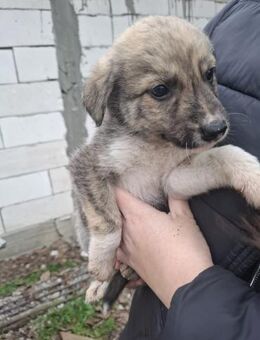 Welpenjunge Mo - Rambin