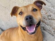 Piti-Mix-Mädchen♥Liv♥Vermittl.CH-A-NL-B - Hamburg