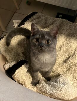 1 süßes reinrassiges BKH Kitten sucht noch ein zuhause ❤️ - Stuhr