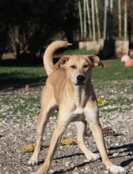 Kali sucht ihr für immer Zuhause! - Krefeld