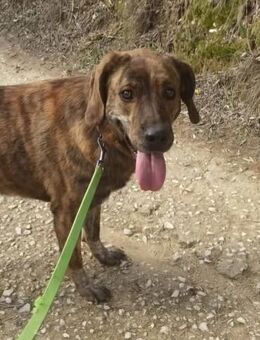 Liebe Lela sucht ein Zuhause - Leonberg (Baden-Württemberg)