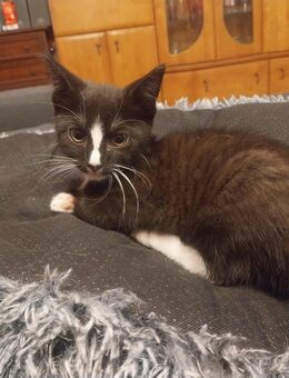 Kleiner Kater sucht neues Zuhause - Delligsen