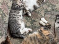 *Niedliche Katzenbabys mit Mama ? Still am Säugen, aber auch selbständig beim Fressen* - Nürnberg