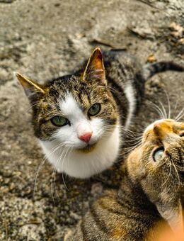 2 Hofkatzen abzugeben, bestens sozialisiert, Genpool auf Österreich erweitert - Uchte