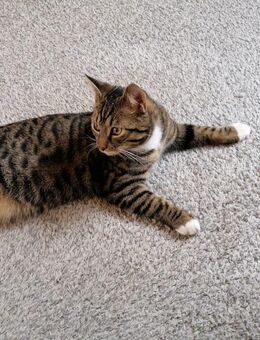 Der arme Finn sucht dringend ein neues Zuhause. - Bochum