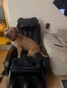 Bambino sucht ein neues Zuhause - Hamburg