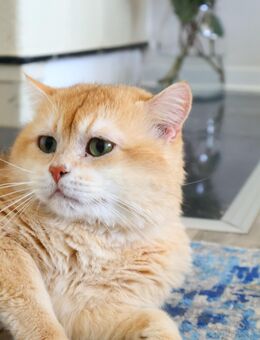 Goldener Kater by 12 BKH chocolate golden shell - Hof
