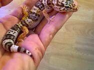 0.1 Red Dymont Leopardgecko Weibchen Enz 24 abzugeben Übergabe Hamm möglich - Emsdetten