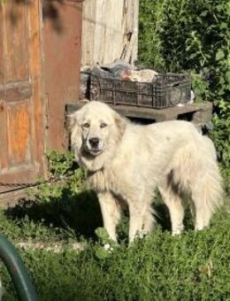 Wunderschöne Ursa❤️sucht ihre Menschen - Rott (Inn)