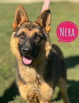Nera ein Prachtexemplar in Tierschutz - Flörsheim-Dalsheim