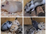 junge bunte verschiedenfarbige Dsungaren dsungarische Zwerghamster Hamster - Neustadt (Sachsen) Hohwald