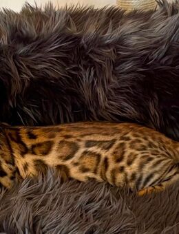 Bengal Mädchen 4 Monate geimpft entwurmt gechippt - Köln Zentrum