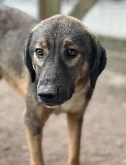 SISKA - lieb, neugierig, freundlich - Aerzen