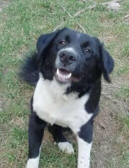 MARGOT wünscht sich ein Zuhause - Aerzen